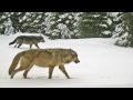 Oregon Wolves - Central Oregon Daily Report - Part 3