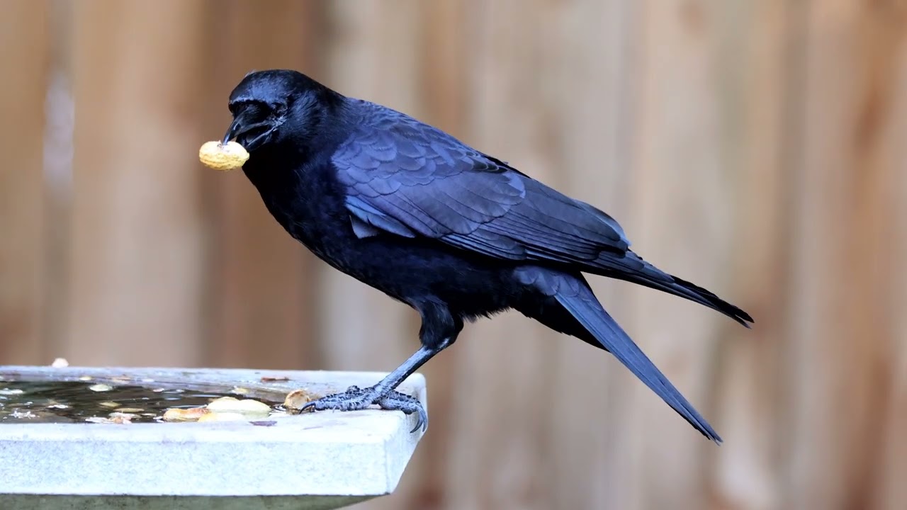 One Eye'd Crow Buddy, Odin.