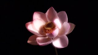 HAVASI — Lotus Flower (Official Concert Video)