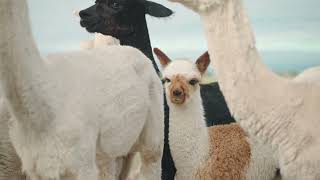 Blackwattle Alpaca Farm - Learn about paddock to products with us!
