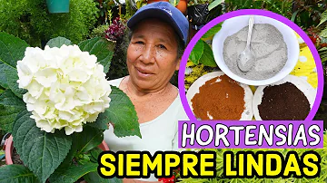 ¿Ayuda el café a las hortensias?