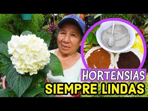 Video: Cuidado invernal de las hostas: Aprenda a preparar las hostas en el jardín para el invierno