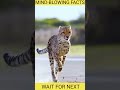 "10 Mind-Blowing Facts!" You won't Bileave It! Top 10 Amazing Facts!"