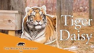 WATCH Tigress Daisy || The Wildcat Sanctuary