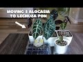 Alocasia care day moving 5 more alocasia over to lechuza pon 