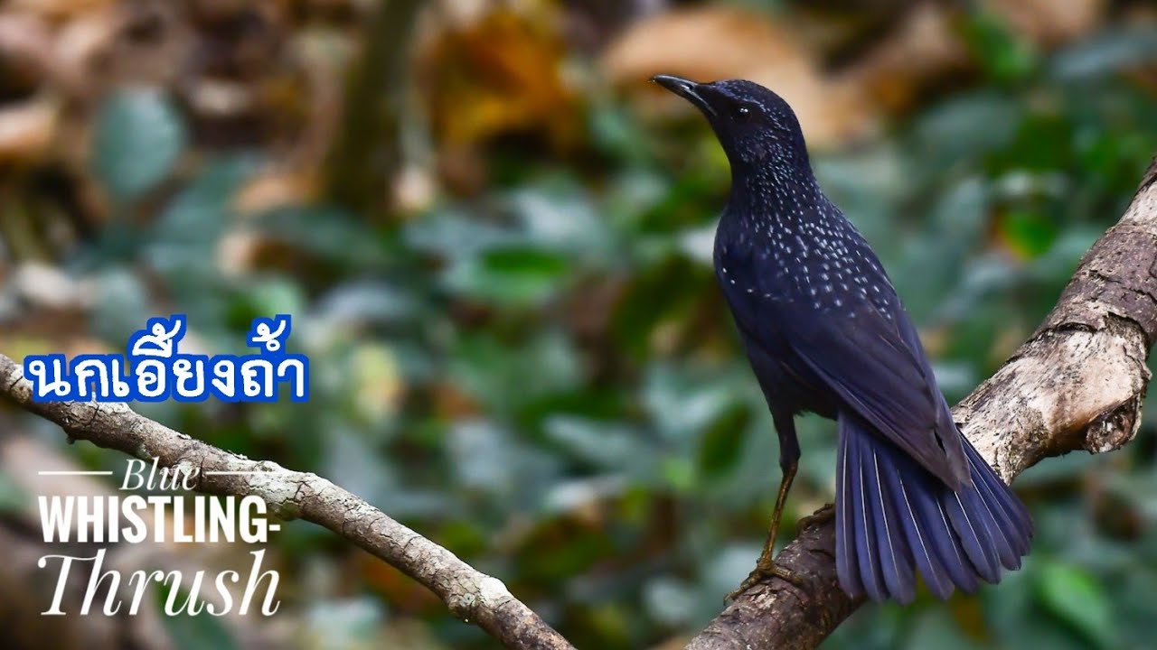 นกเอี้ยงถ้ำปากดำ, Blue Whistling-Thrush 