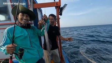 Câu Mực Thước , Mực Óng , Bạch Tuộc Cùng Anh Thuyền Trưởng