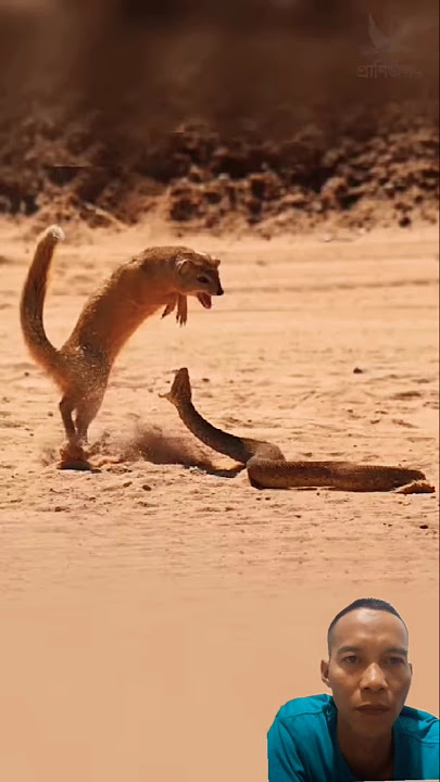 Garangan Vs Ular Kobra #funny #lucu #komedi #ular