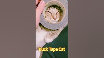 Duck Tape Cat