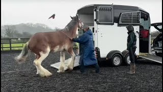 This beautiful heavy horse is a nightmare to trailer!! How can I help??