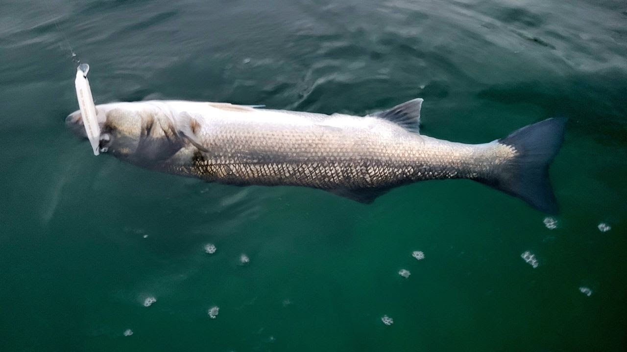 Pêche du BAR aux leurres en FLOAT-TUBE