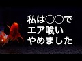 【水槽熱帯魚アクアリウム】金魚のエア食いが改善した方法【琉金】