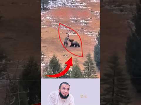 في السهل المجهول ظهر جني غاضب يتصارع مع دب ضخم بعد أن اقتحم منطقته بصمت  رائج 