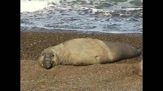 Argentine Video Patagonie nature sauvage de la Terre de Feu