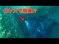 テトラの中のデカイ魚に竹ヤスを打ち込むと…【魚突き】