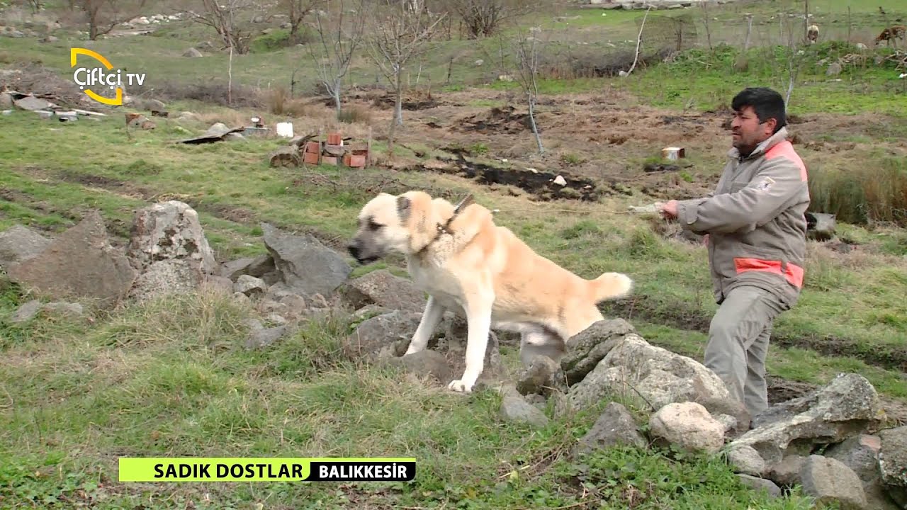 Sadik Dostlar Kopeklerde Uyuz Hastaliginin Belirtileri Balikesir Youtube