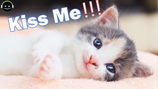 Funny crazy cats | funny cats and dogs compilation 😂😹😻 by Mr Best 1,247 views 3 years ago 4 minutes, 48 seconds