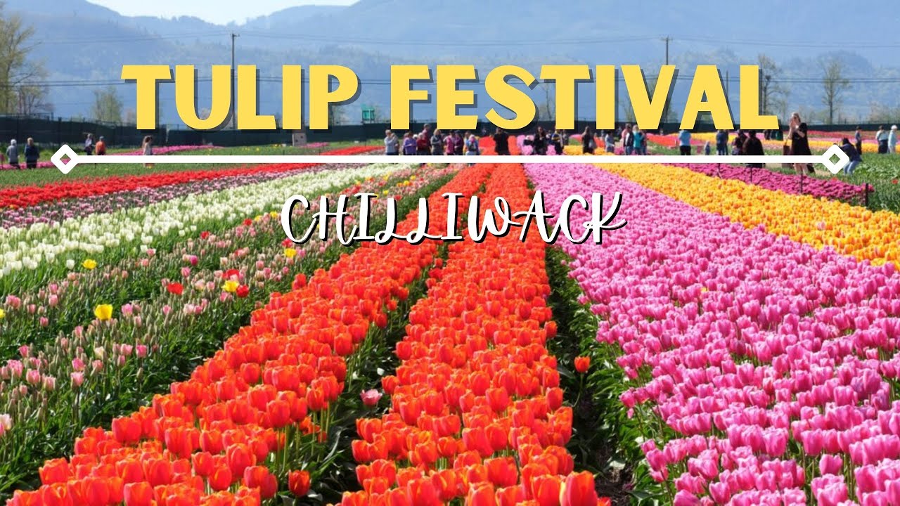 Tulip Festival Chilliwack BC Canada YouTube