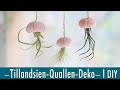 Tillandsien-Quallen-Deko | wunderschöne Deko-Inspriration für&#39;s Badezimmer | DIY