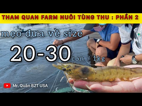 Nuôi tôm công nghệ cao | Mẹo đưa tôm về size 20-30 con | farm nuôi đại lý Tùng Thu | phần 2