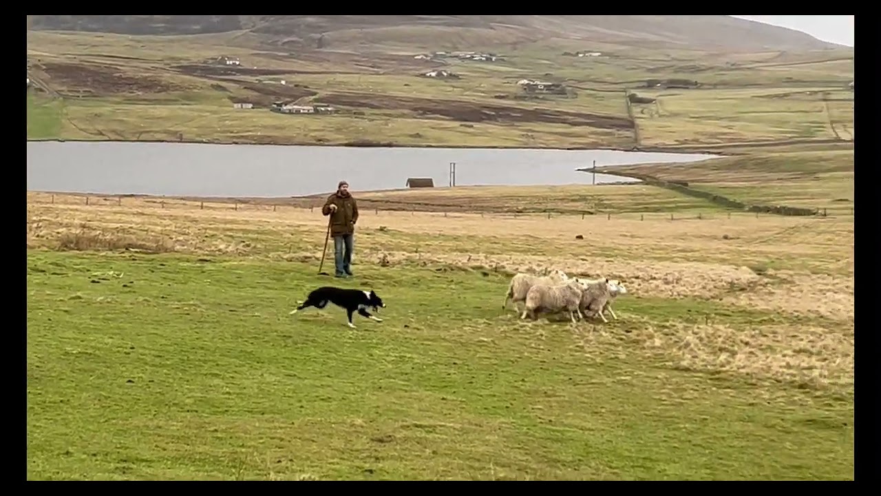 Viking Stig - Sheepdog at work in Shetland