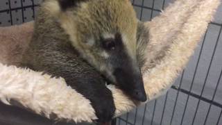 Sleepy Coatimundi Waking Up