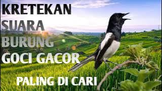 SUARA KRETEKAN PALING KERAS BURUNG GOCI