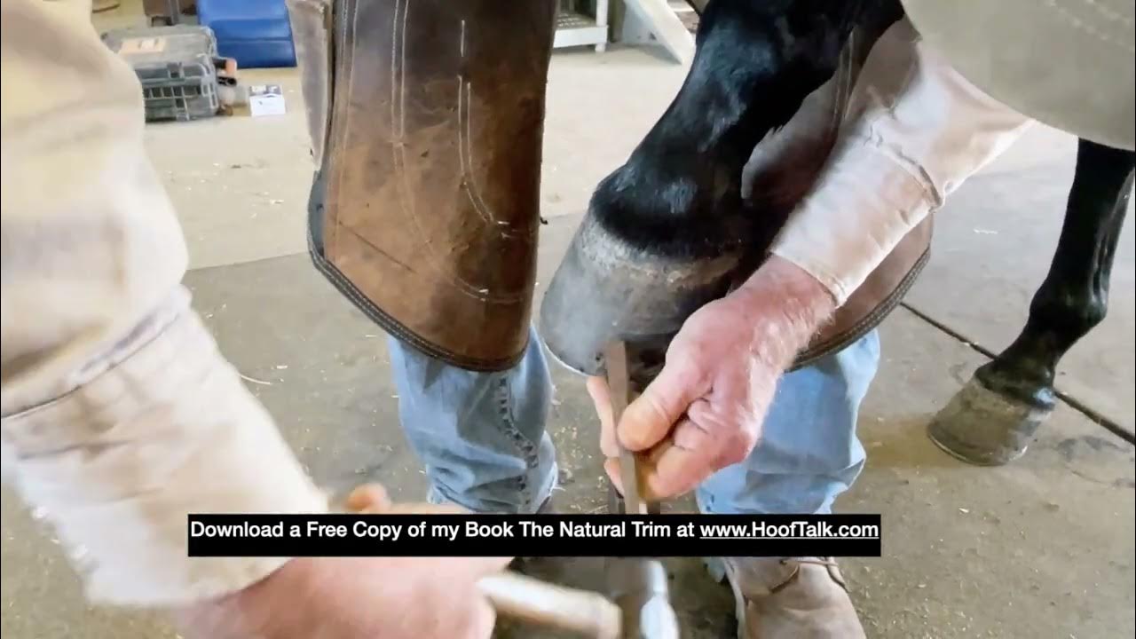 HoofTalk with Bergy How to Cut Clinches to remove horseshoes. YouTube