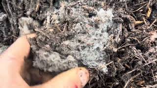 Holy Mycelium Mother-load - KO Compost by KOFrass 548 views 3 months ago 47 seconds
