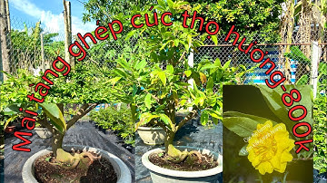 Ngày 9-8-2021🛑 đã bán 🛑 giao lưu mai tàng ghép cúc thọ hương-bao ship toàn quốc