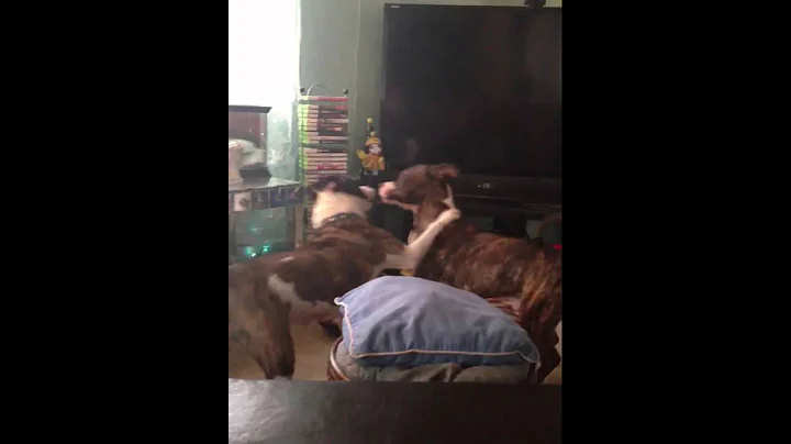 Lovers wrestling