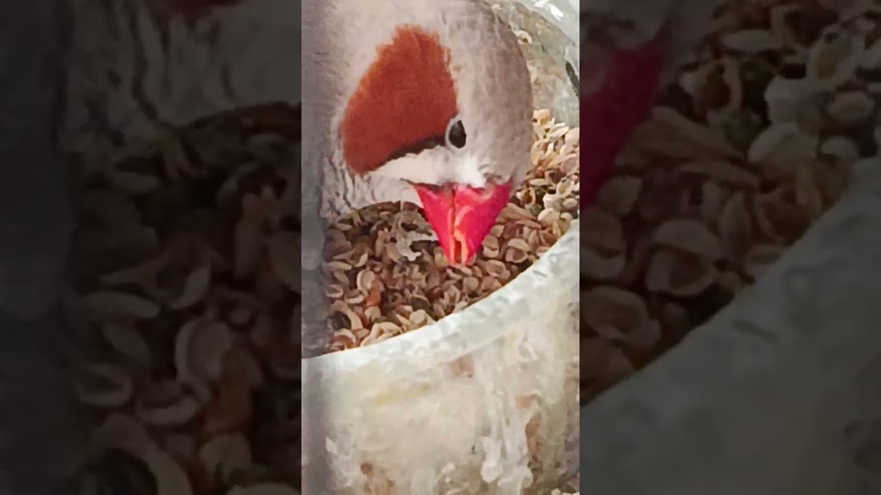 un mandarin qui mange 💕 