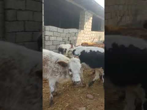 Video: Pitsereyani Ochishda Qanday Hujjatlar Kerak