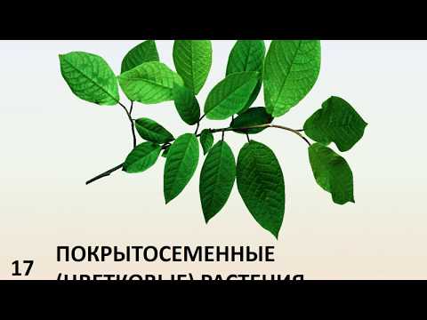 Б5 17 Покрытосеменные цветковые растения