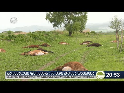 მარნეულში ფერმერს 130-მდე ძროხა დაეხოცა