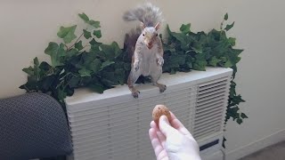 Squirrel comes inside my home and does nut trading