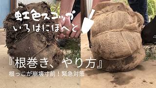 根巻きのコツ｜しっかり固定する巻き方『根っこが崩壊しそう！』東京都