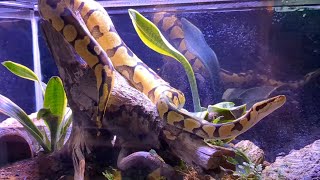 How I Monitor and Maintain Humidity in the Reptile Room!