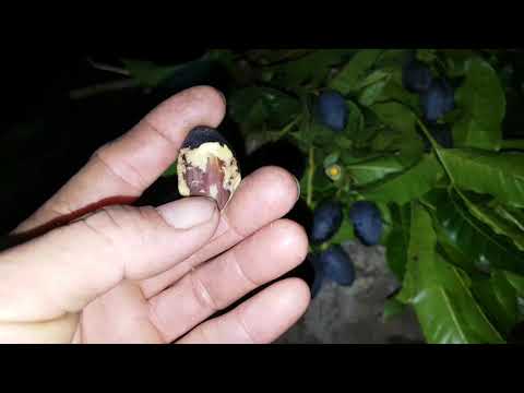 Video: Apricot Grafting: Yuav Ua Li Cas Thiaj Tuaj Yeem Pib Cog Rau Cov Txiv Ntoo, Txiv Ntoo Thiab Lwm Yam Ntoo Thaum Caij Nplooj Ntoo Hlav? Cov Hnub Nyob Hauv Nroog Thiab Lwm Thaj Chaw