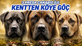 ÜÇ PRESA CANARIO İLE KENTTEN KÖYE GÖÇ.#dogs#köyegöç #presacanario#dog#istanbul#presacanariotürkiye
