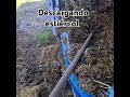 descargando estiércol