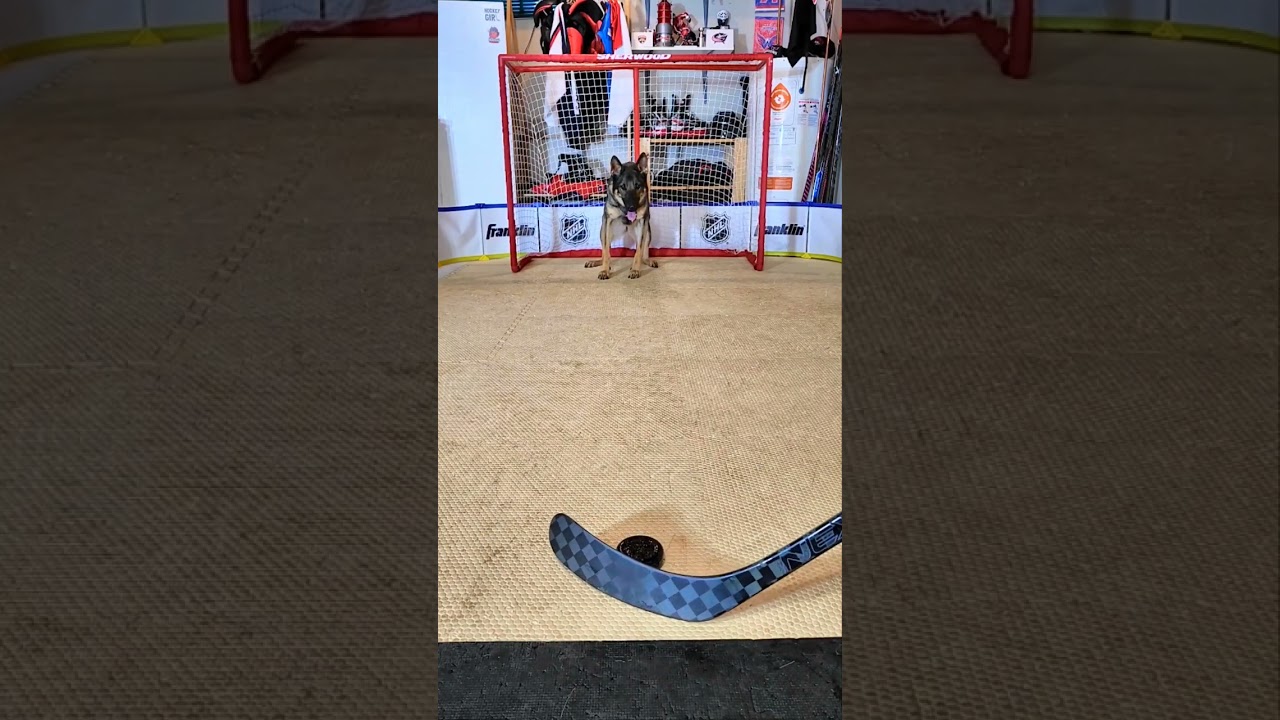 German Shepherd Highlight Hockey Save YouTube