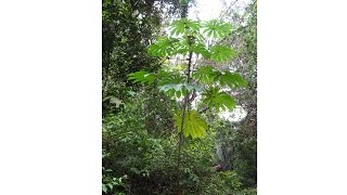 Cecropia Treesongs - The Music of an Ant-Plant Symbiosis
