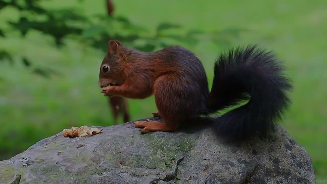 Das Eichhörnchen mit dem schwarzen Schweif / The squirrel with the black tail