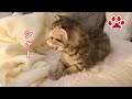 猫を見て初めて怒った子猫　三毛猫が乱入してきた日【瀬戸のここ日記】