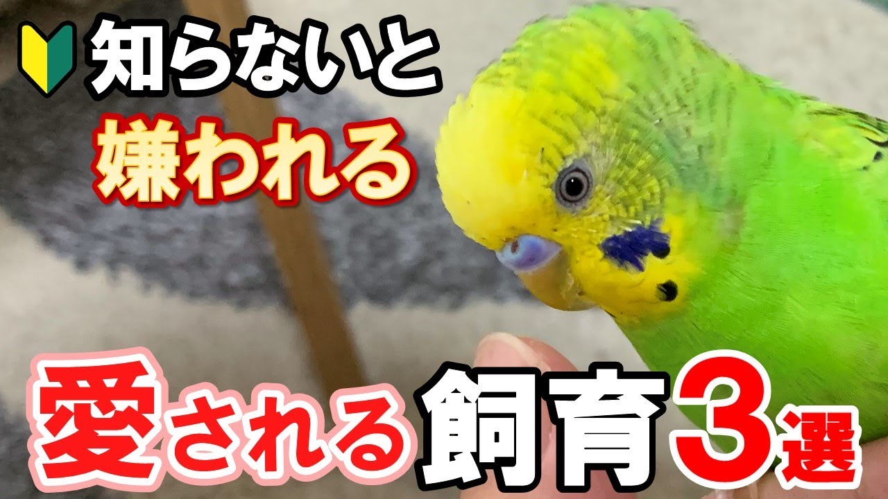 秘訣 セキセイインコに愛される人が必ずやってる接し方 Youtube
