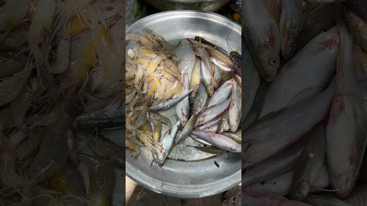 Deshi Taja Fish From The Beel | Fresh Village Fishing