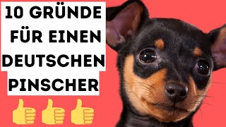 10 Gründe für einen deutschen Pinscher 🐶 by Hundefantastisch 4,709 views 9 months ago 9 minutes, 22 seconds