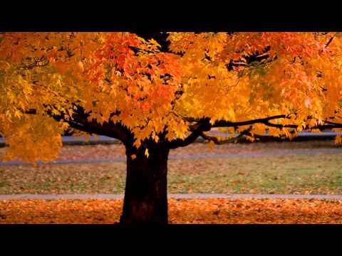 Video: Høstblader er høstens gylne varsler