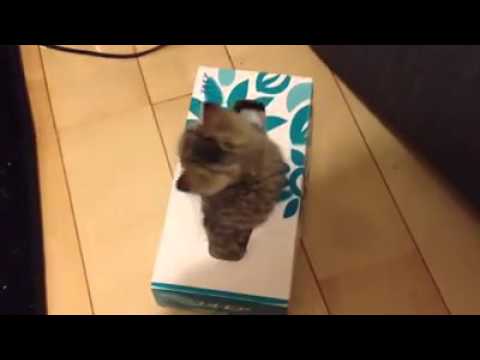 funny-kitten-videos:-kitty-finds-a-surprise-in-tissue-box